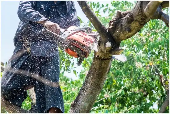 tree services Hilltop Lakes